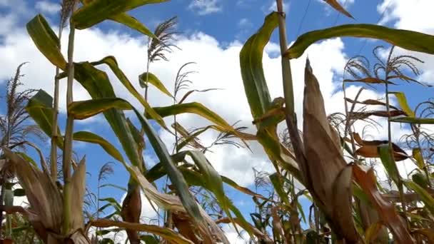 Sugar cane    — Vídeo de stock